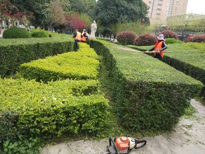 大港城市绿化带种植什么植物比较好