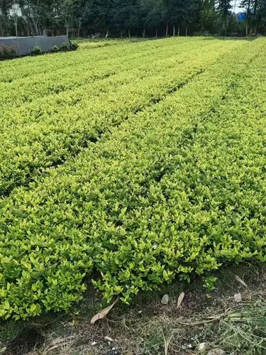 张家港宜良绿化树苗批发市场