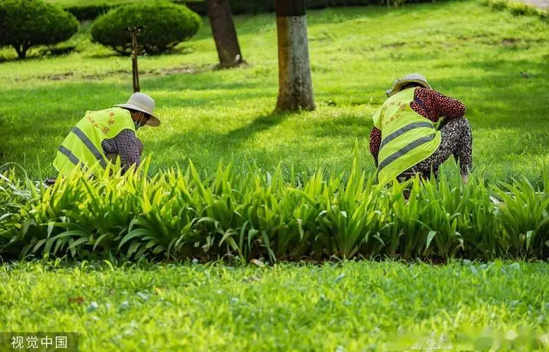 佳木斯绿化草皮基地